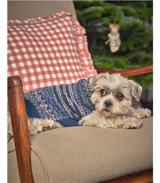 Lambswool Fairisle Knit Dog Jumper