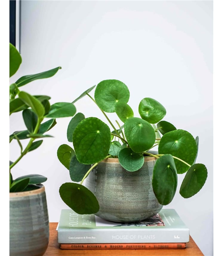 Mint | Como Indoor Plant Pot | WoolOvers UK