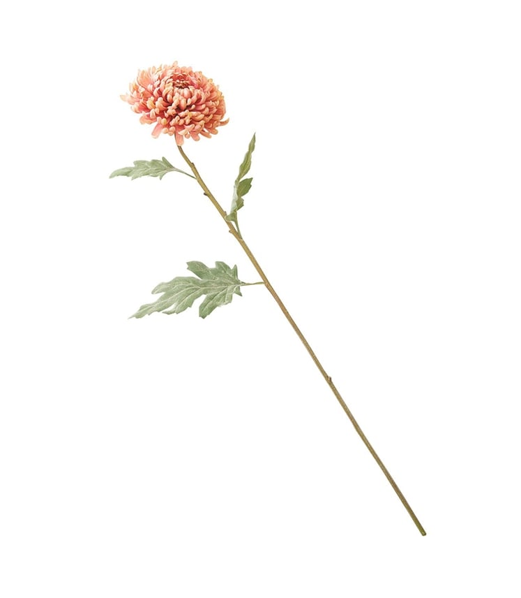 Amber Chrysanthemum Stem