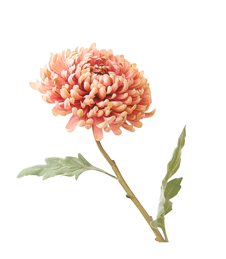 Amber Chrysanthemum Stem