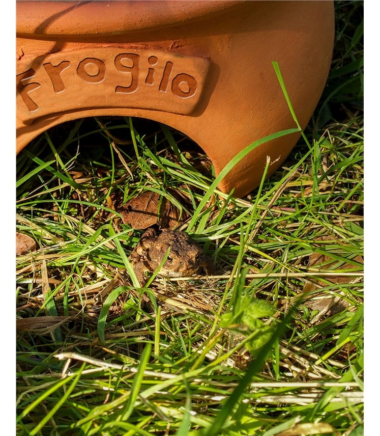 Frog and Toad Home