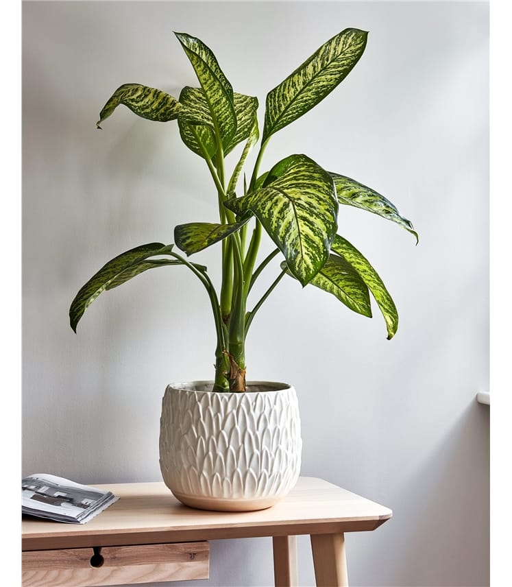 Medium Leaf Embossed Planter