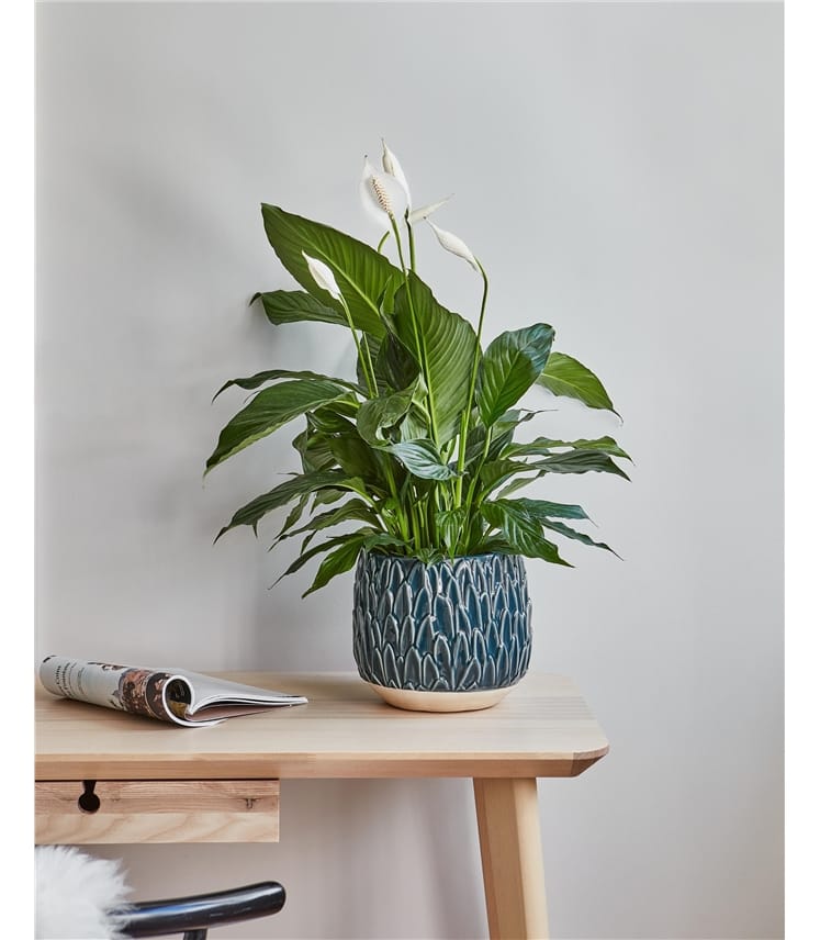 Medium Leaf Embossed Planter