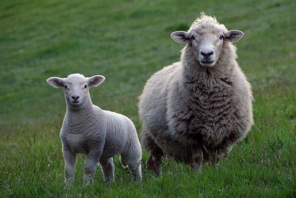 All About Wool | Our Natural Yarns | WoolOvers