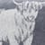Dark Grey Highland Cow