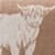 Brown Highland Cow