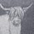 Dark Grey Highland Cow