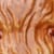 Highland Cow