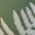 Fern