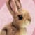 Baby Bunny