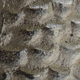 Pinecone