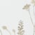 Meadow