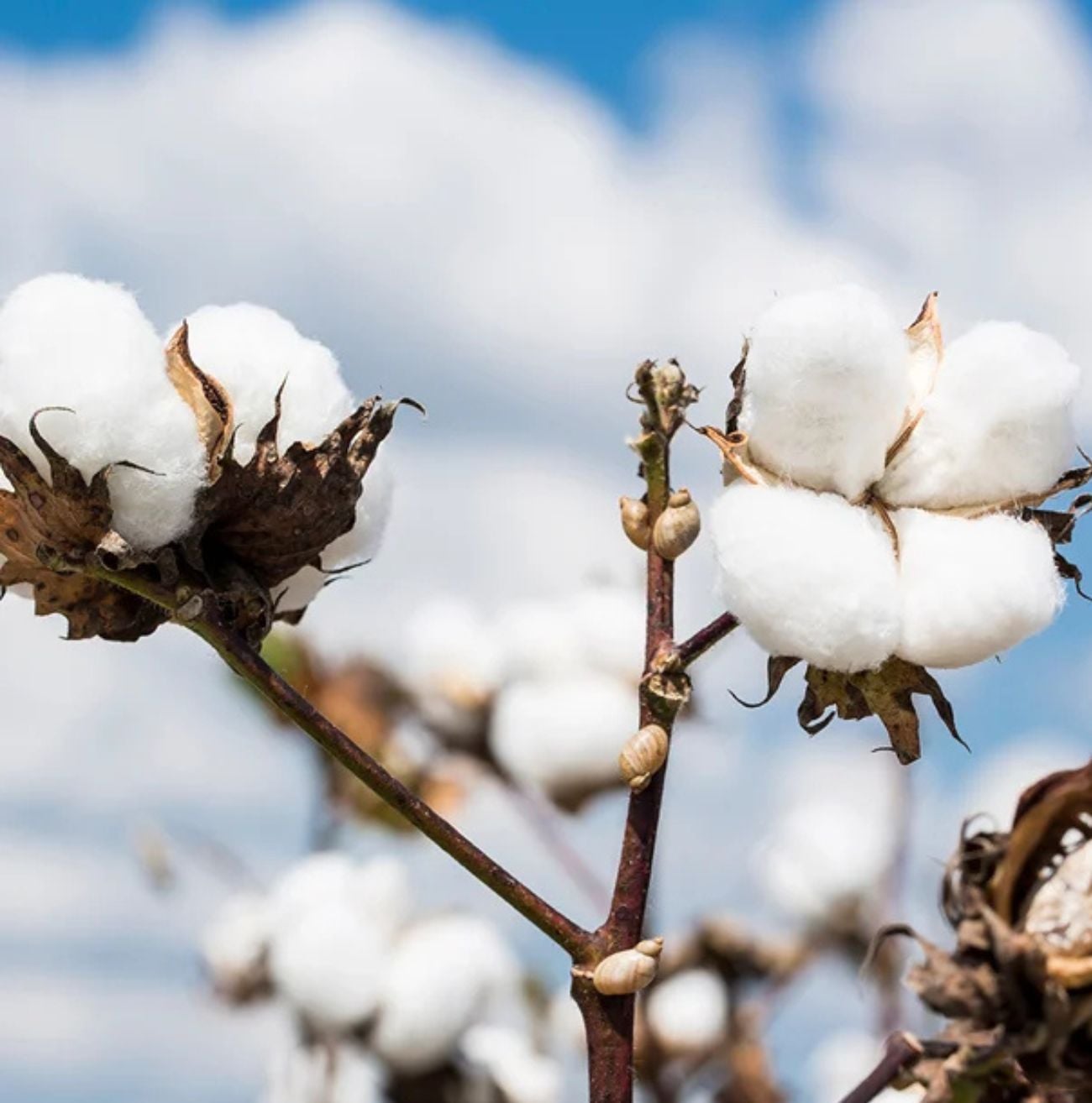 placeholder text